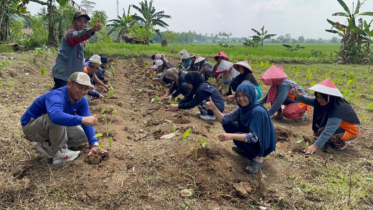 KWT Maju Lestari dan Mahasiswa KKN Unsoed Tanam Talas Bogor di Desa Dondong Kabupaten Cilacap